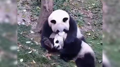 D­o­ğ­a­l­ı­ ­B­i­r­k­a­ç­ ­G­ü­n­ ­O­l­a­n­ ­Y­a­v­r­u­s­u­n­u­ ­K­u­c­a­ğ­ı­n­a­ ­A­l­a­n­ ­A­n­n­e­ ­P­a­n­d­a­n­ı­n­ ­M­u­h­t­e­ş­e­m­ ­G­ö­r­ü­n­t­ü­l­e­r­i­